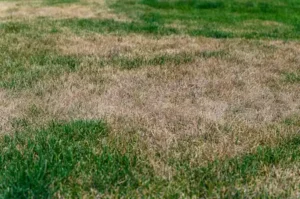 brown-patch-fungus A green lawn infected with brown patch fungus disease before lawn care services from Arrow Environmental Services.
