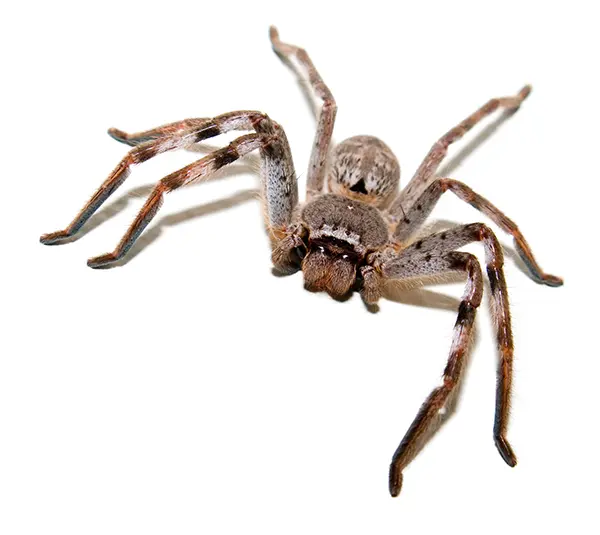 Huntsman Spider on a white background