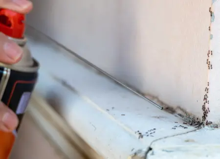 Spraying ants with ant killer. Ant sprays are a quick fix to ant infestations, but as a long-term pest solution, call the ant exterminator professionals at Arrow Environmental Services.