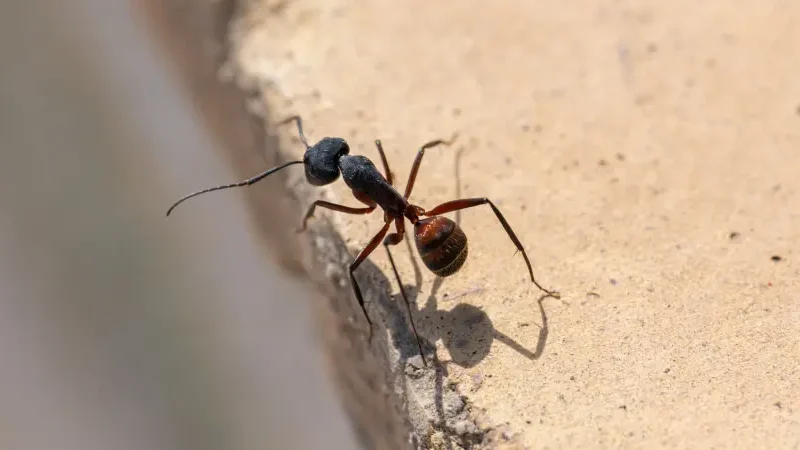 A closeup of a carpenter ant on a concrete ledge. Prepare for spring with a carpenter ant inspection from Arrow Environmental Services to protect your home or business.