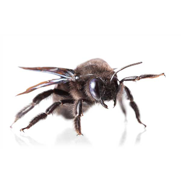 Carpenter Bee on white background