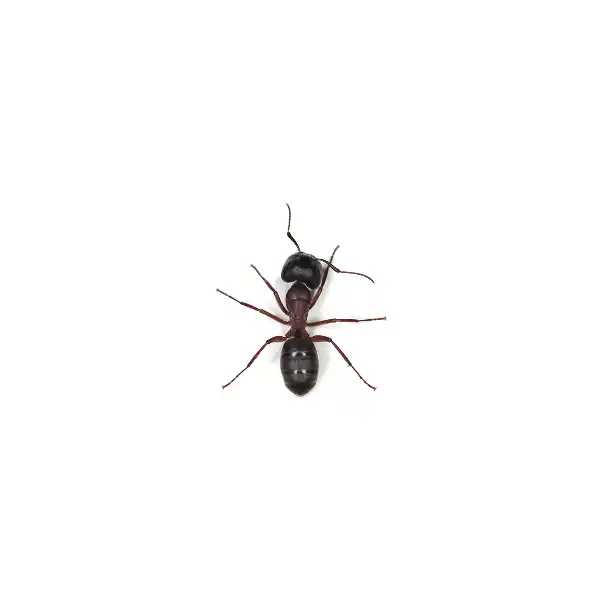 Ants