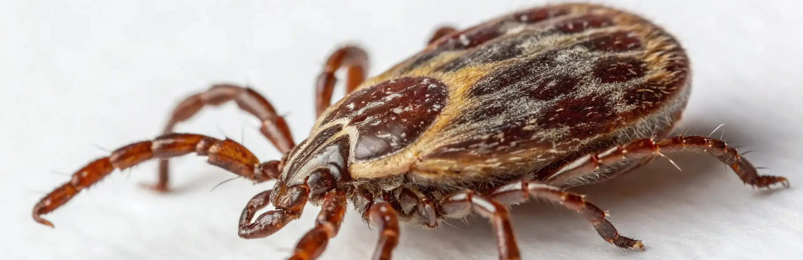 tick-exterminators Close up of a tick on a white background