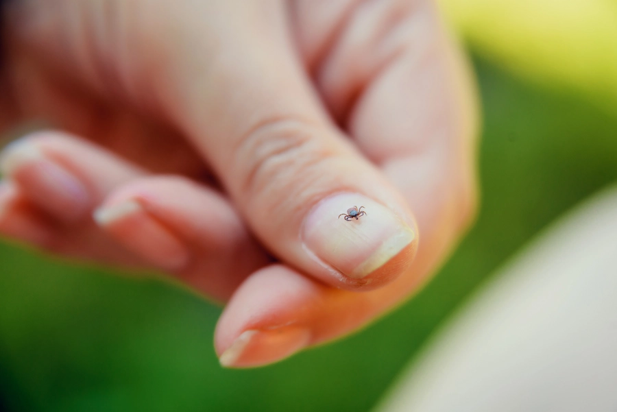 tick-sighting Red tick on the tip of a person's thumb nail