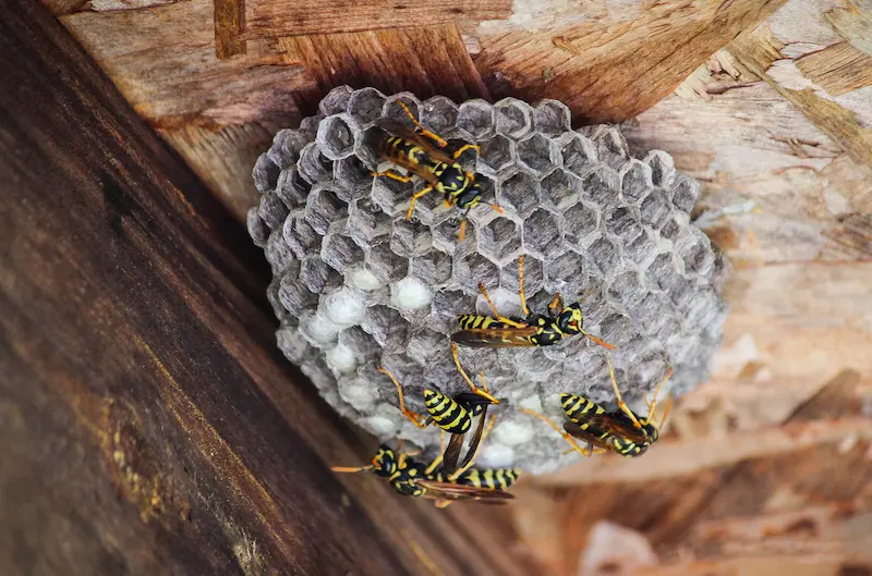 Wasp nest in the eves of a home.