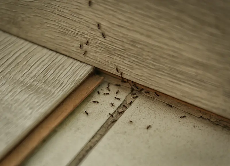 Cluster of black ants crawling along tiles on a floor
