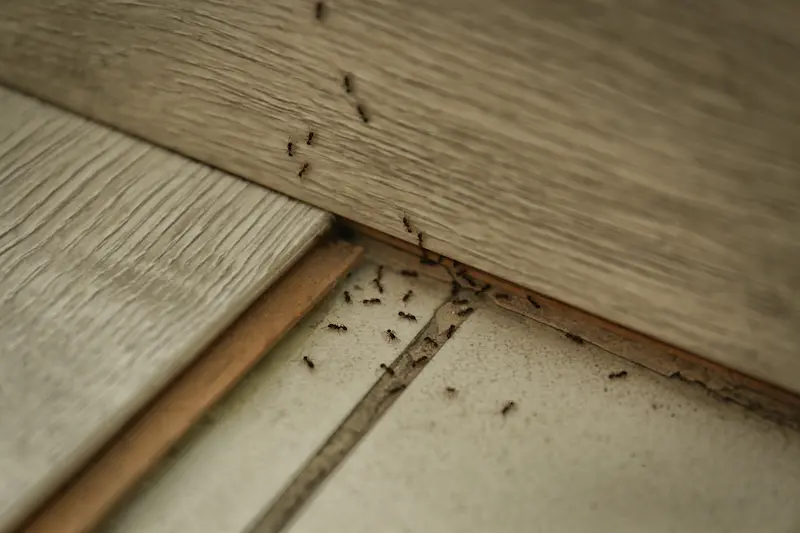 Cluster of black ants crawling along tiles on a floor