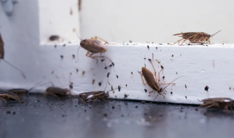 German cockroach infestation in Florida home. Contact Arrow Environmental Services to get rid of German cockroaches for good.