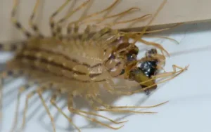 house centipede eating an earwig in a florida home
