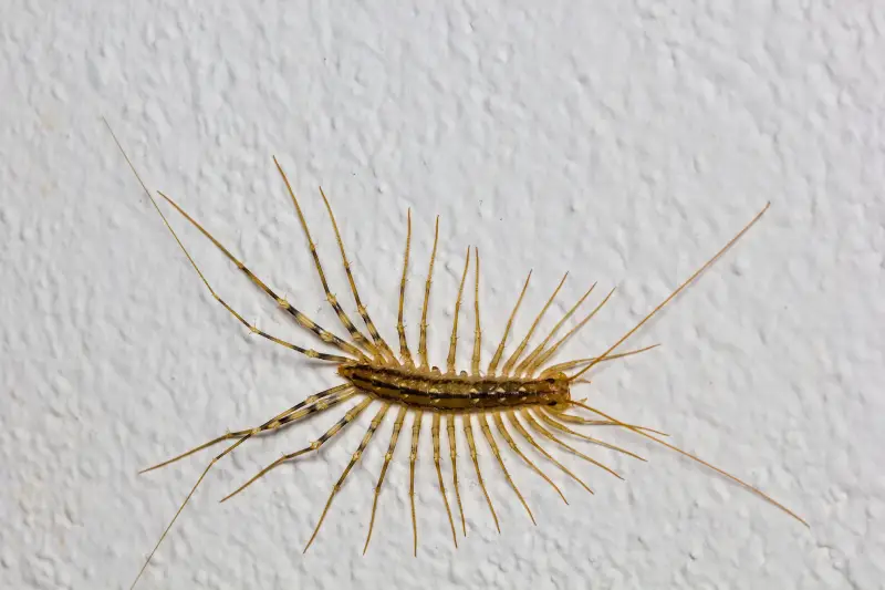 house centipede (scutigera coleoptrata) on wall of florida house