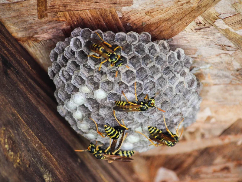 Several Wasps gathered on nest in residential Florida.