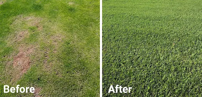before-after-grass-treatment before and after image of a dead lawn with a lush lawn