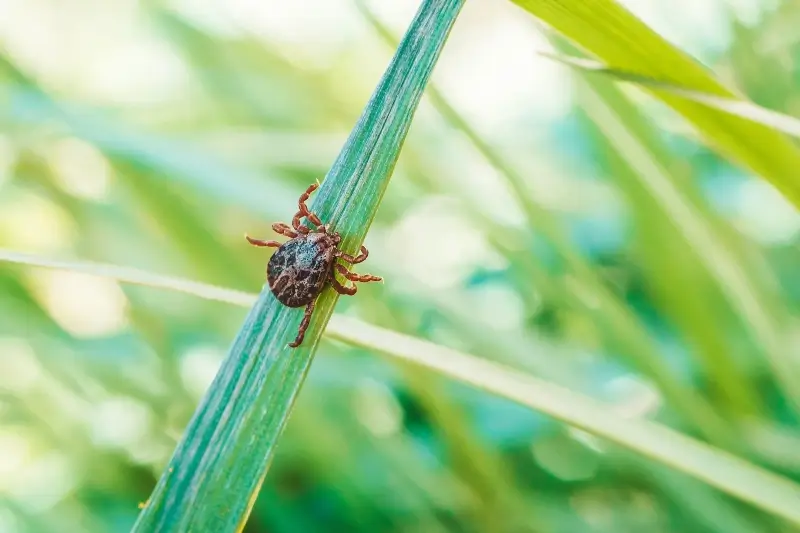 Closeup of a tick crawling up a blade of grass