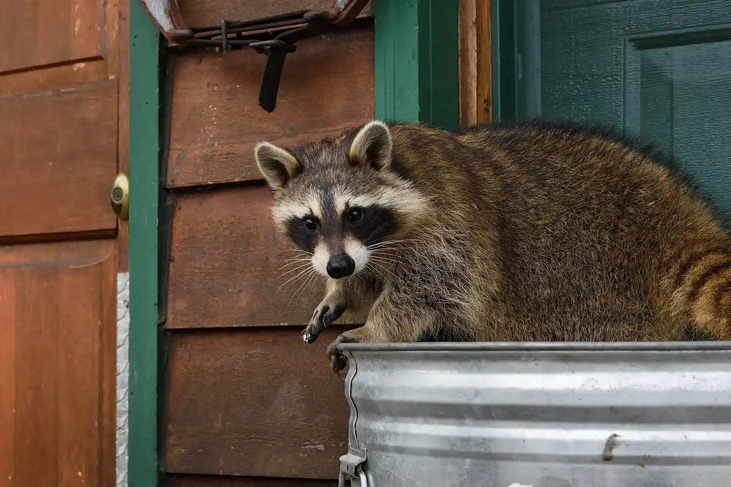 Raccoon rummaging through a garbage can outside of a home