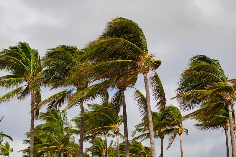 Florida palm trees are blown in the wind due to stormy hurricane weather.