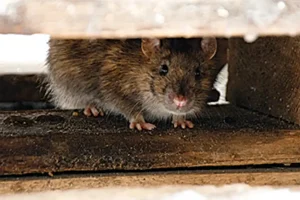 Rodent hiding between wooden blocks