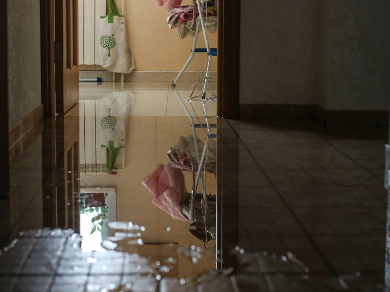 Pest Prevention for Homes Before and After Floods