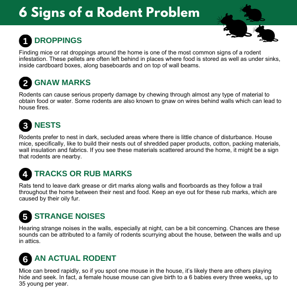 Arrow Env - 6 Signs of a Rodent Problem Graphic of six signs of a rodent problem.