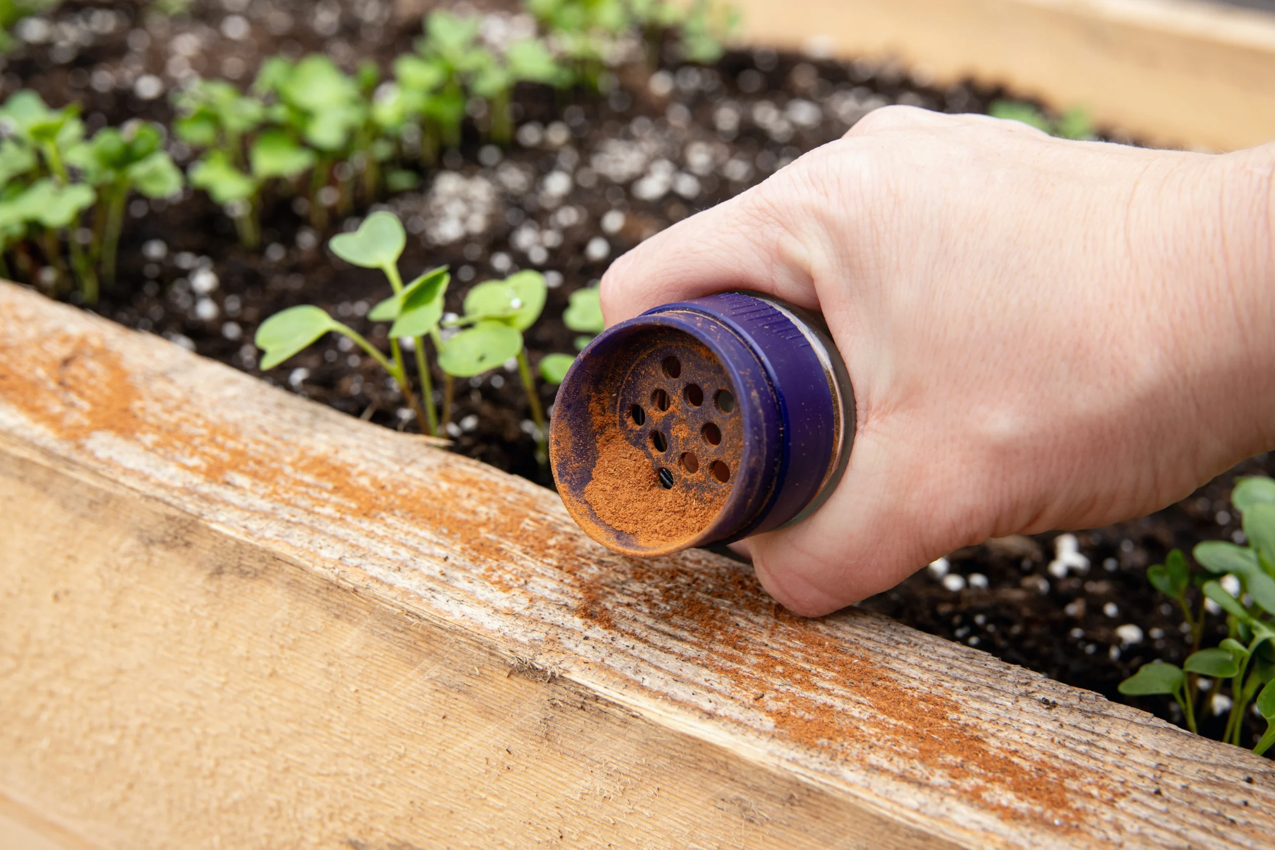 A Florida resident sprinkling cinnamon around a raised garden bed.