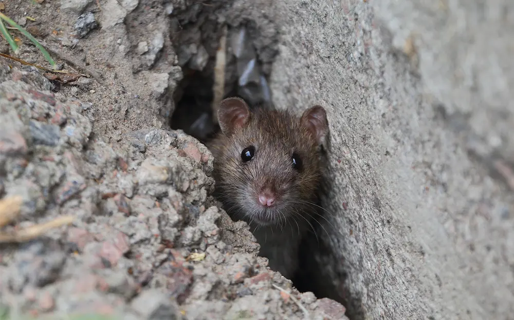 Rat_In_Dirt A rat between two pieces of broken concrete of a home's foundation.