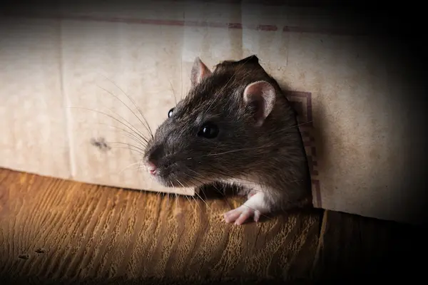 Gray rat peeking out from a hole in a wall