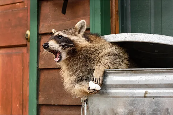 raccoon-com-image Raccoon inside of a trashcan, suitable for wildlife removal.