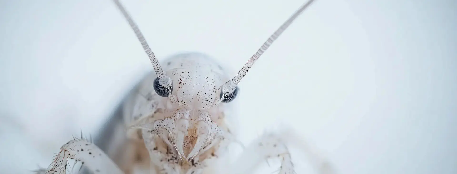 Macro picture of a silverfish