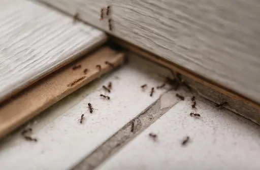 pest-exclusion Ants crawling on the floor of a Florida home. Arrow Environmental offers pest exclusion to secure cracks, door sweeps, and other entrances where unwanted pests can gain entry.