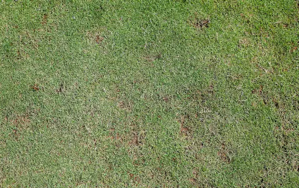 Warm season lawn grass in Florida
