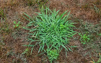 How To Kill  Crabgrass in your area