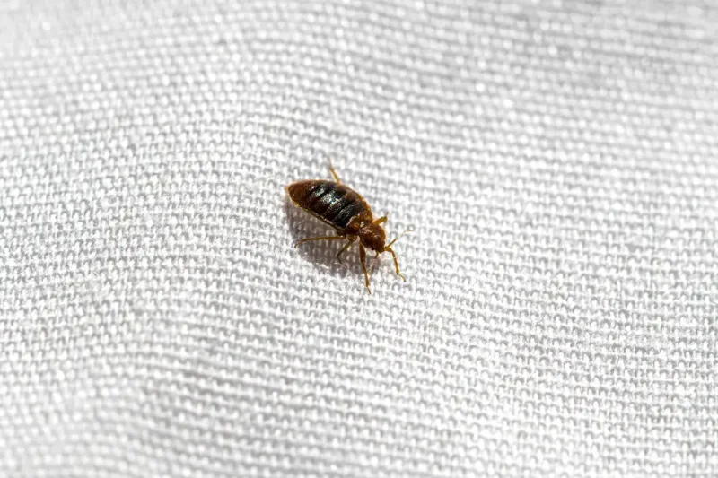 Bed bugs in a hotel in Central FL necessitates knowing how to avoid bed bugs when you travel