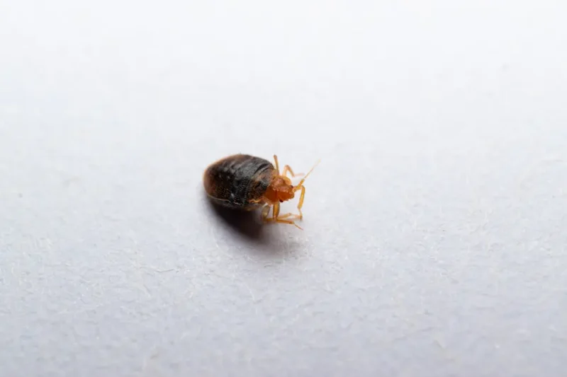 A bed bug on a wall of a hotel room.