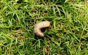grub in florida grass, a common lawn pest