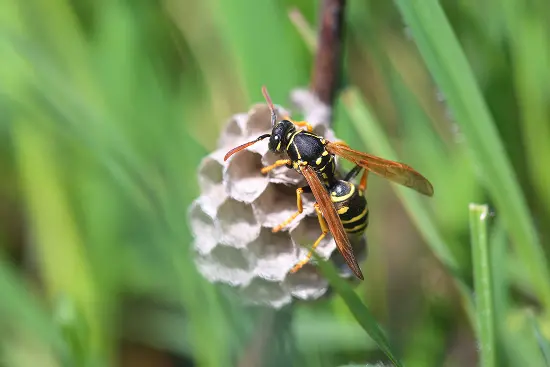 A paper wasp builds a nest in a Florida yard. Contact Arrow Environmental Services for your wasp and hornet control needs.