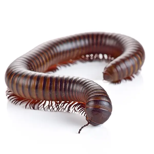 Millipedes