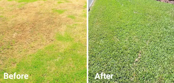Before and after comparison of a Florida lawn showing the successful restoration of brown patches by Arrow Environmental Services.