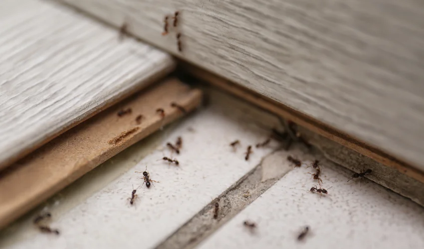 A group of ants crawling on a kitchen floor, illustrating common Florida household infestations treated by Arrow Environmental Services.