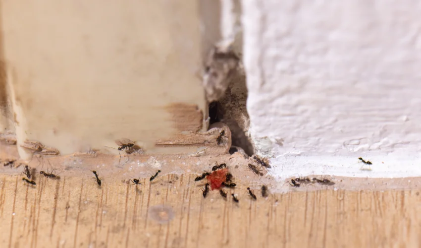 Small ants attracted to a food crumb on a Florida floor, demonstrating why Arrow Environmental Services recommends consistent pest prevention.