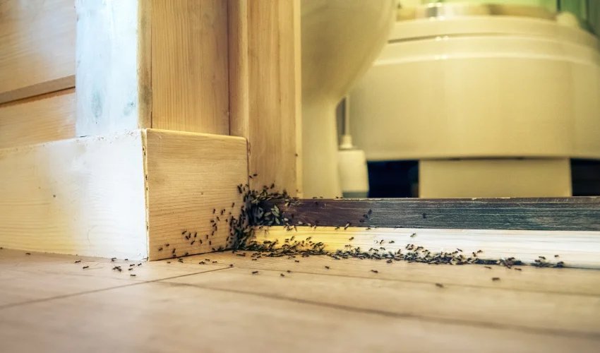 A large swarm of ants entering a Florida bathroom through floor gaps, requiring Arrow Environmental Services’ professional pest elimination.