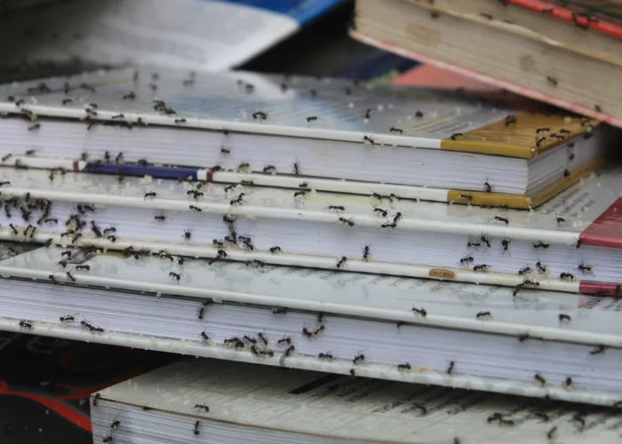 A swarm of ants infesting a stack of books in Florida, illustrating the far-reaching nature of household pest problems.