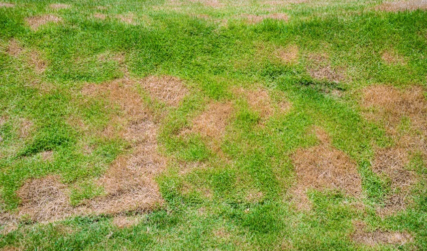 Brown patches of grass on a Residential Florida home's yard.