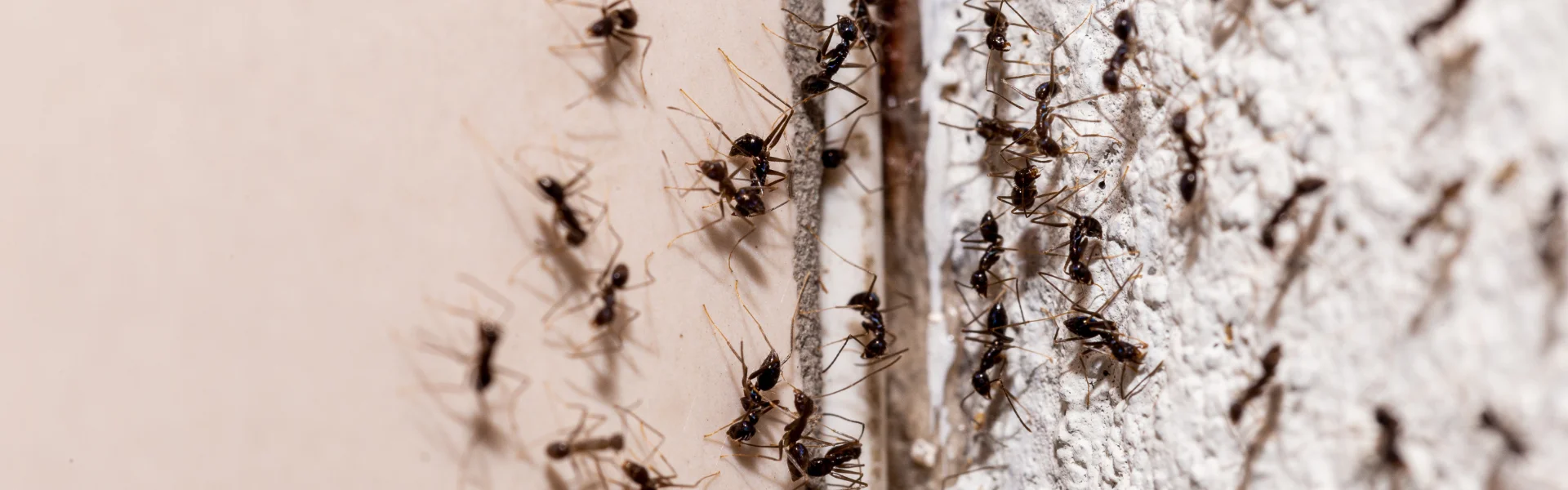 A trail of black ants entering a home through a wall gap, requiring Arrow Environmental Services’ professional ant control.