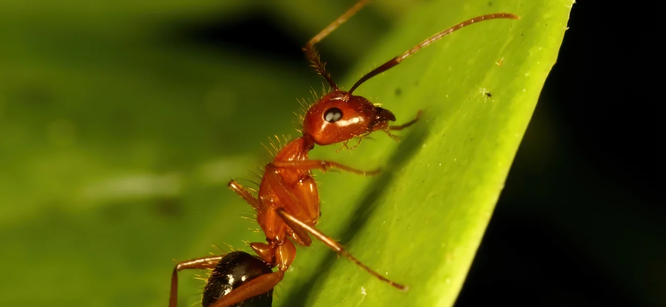 Macro view of a red ant on a green leaf, representing Florida pests treated by Arrow Environmental Services.