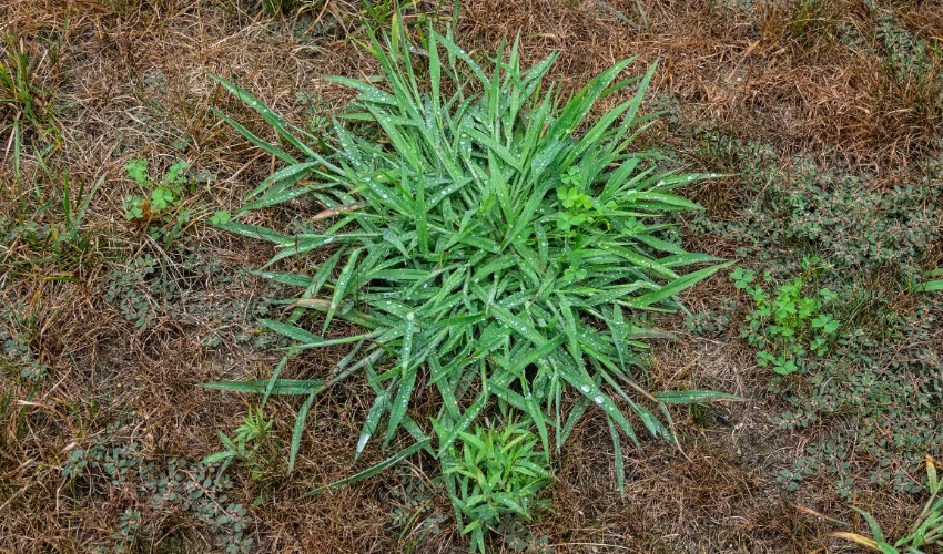 Closeup of Crabgrass growth, one lawn problem that can be managed by Arrow Environmental Services, FL.