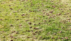A Florida lawn showing fresh soil plugs after a professional core aeration service by Arrow Environmental Services.