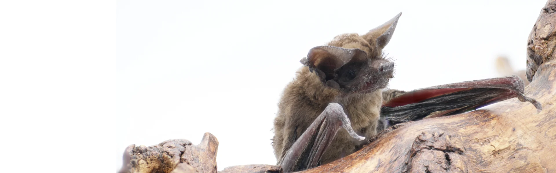 A brown bat resting on a wooden structure, highlighting Arrow Environmental Services’ professional bat removal and exclusion services in Florida.