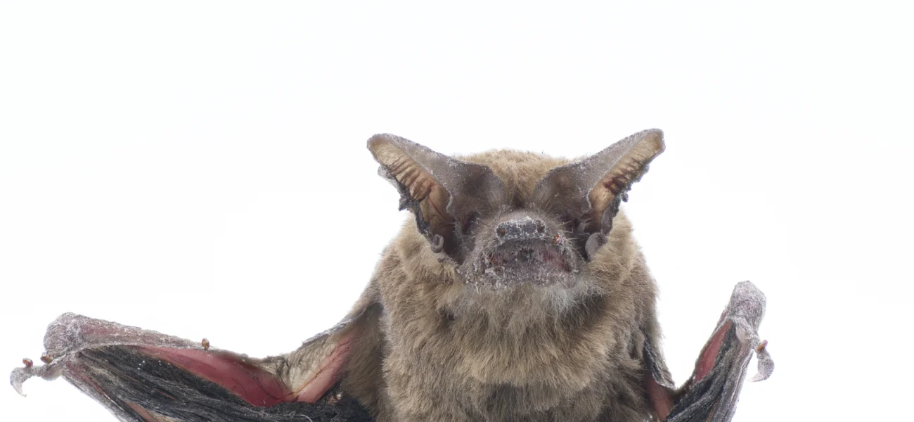 Closeup of a brown bat facing the camera, highlighting Arrow Environmental Services’ professional bat removal and exclusion services in Florida.