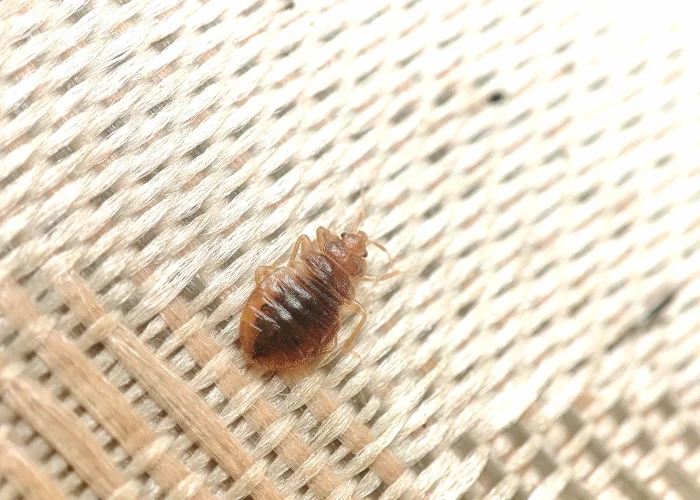 When to Call a Bed Bug Exterminator