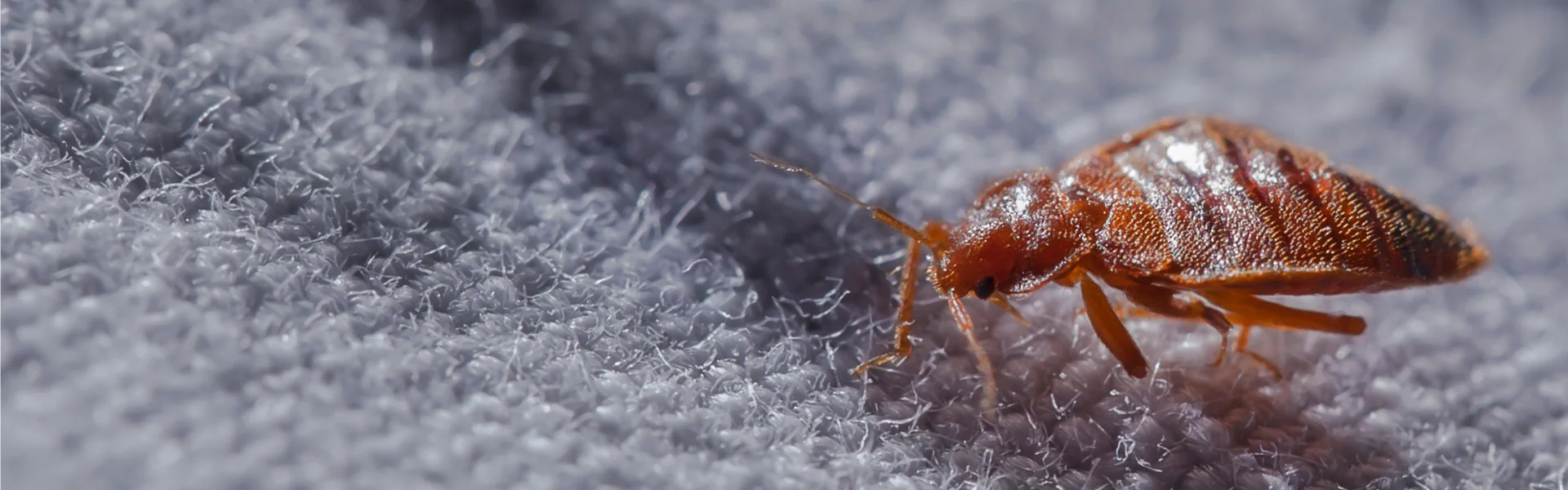 Close-up of a single bed bug on fabric, highlighting the common Florida pest managed by Arrow Environmental Services.
