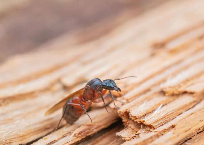 Carpenter Ants in Spring: What to Expect